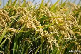 水稻分蘖时间是几月份？图片