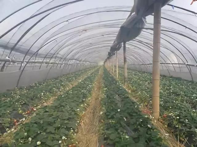 别老看别人的大棚了！避开这5大误区，你也可以建出高产草莓棚