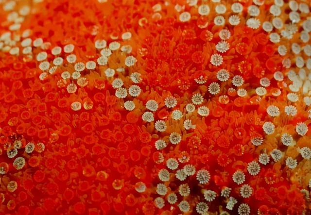 从生物教学谈荧光蛋白和荧光标记法