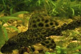 30年前水族清洁工，成原生鱼噩梦，网友发明100种死法灭它图片