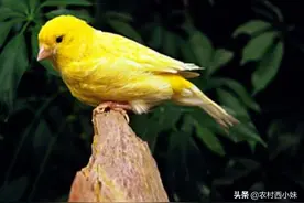 金丝雀虽然好看却很娇贵，4种疾病需要小心预防图片