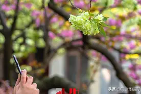 鼋头渚的绿色樱花，堪称国宝级别的樱花品种，每年仅开花一周时间图片
