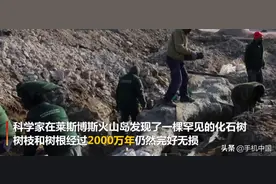 希腊发现2000万年前化石树 树枝和树根仍然保存完好图片