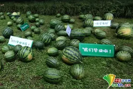 这些高校送的毕业礼物火了，送瓜的，送芯片的，还有送男朋友的图片