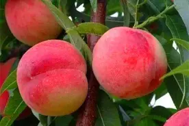 桃子进入采收期，穿孔病发生严重？重预防、辅治疗，保证优质高产图片