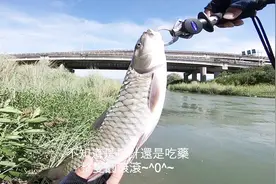 大风天，UL竿搭配5克亮片4克米诺，河流路亚钓军鱼！