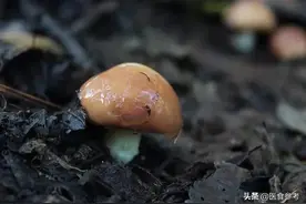 东北名菜小鸡炖蘑菇，能大补的秘密竟是这种蘑菇图片