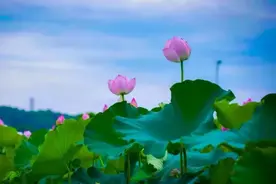 荷塘十里藏嵩明，邀你共赏叶下芳华图片
