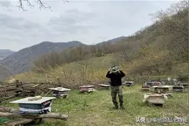蜂群真是太聪明了！竟然将蜂王台朝下建，并建在巢脾底部图片