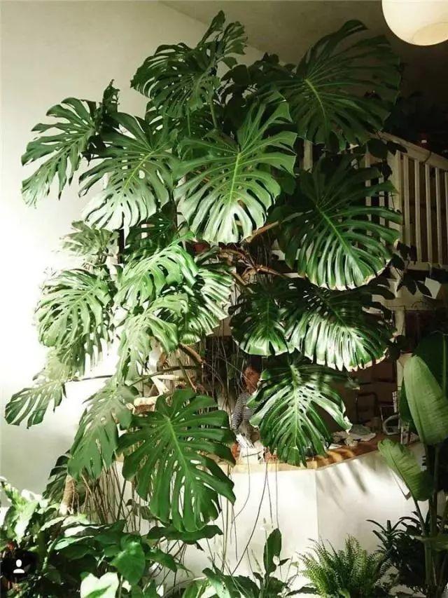 龟背竹盆里插个它,个子能长2米高,叶片油亮不倒伏
