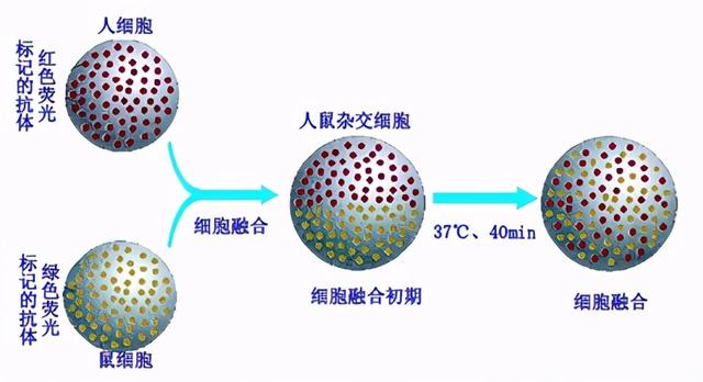 从生物教学谈荧光蛋白和荧光标记法