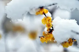 故事：我的表哥图片