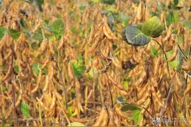 大豆控旺为什么效果不佳图片