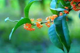 一树桂花开，人间有清欢图片