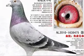 詹森鸽舍“石板灰32”曾经是只天落鸟图片