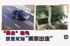 街头惊现“暴走”鸵鸟 原是宠物“离家出走”图片