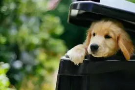 狗狗爱翻垃圾桶怎么办？养狗新手需要从这3方面入手图片