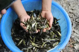 13元/斤！黄颡鱼价格连续上涨或将进一步加剧苗种市场的短缺图片