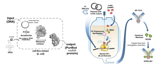 双抗ADC、突破性疗法：非天然氨基酸抗体偶联技术解析