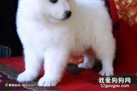 狗狗痉挛的原因和处理方法有哪些图片