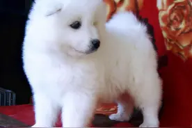 狗狗痉挛的原因和处理方法有哪些图片