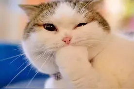 好奇，四川猫会跟大熊猫争宠吗？图片