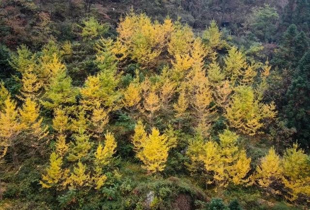 重阳登高,十堰这些赏秋名山不容错过