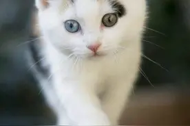 让你与生俱来就喜欢它，猫的秘籍在这里图片