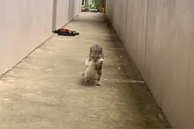 公猫外出陆续带回3只幼猫，主人怀疑是“私生子”，被迫收养图片