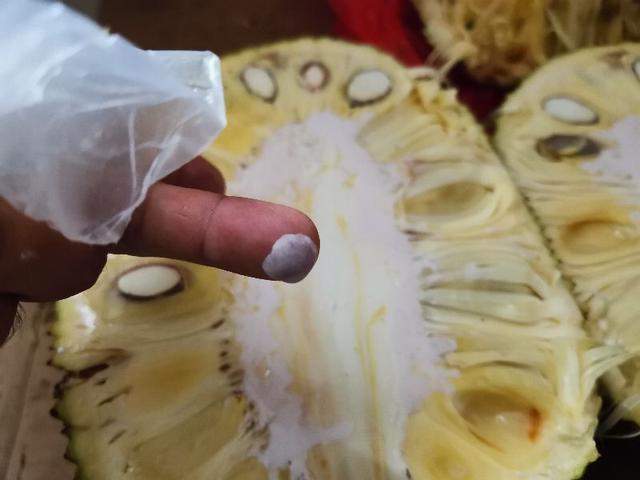 菠萝蜜剥到手上好粘手怎样洗呀（菠萝蜜的树胶粘到手上怎么洗干净这三种方法一个比一个方便实用）