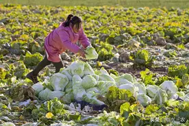 菜价上涨，“偷菜团”出没农村，菜农防不胜防，叫苦连天，咋办？图片