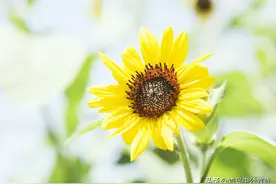 辅警也有出头之日！熬到一级辅警长就是实职正科？图片