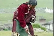 游玩西藏动物志——快乐的土拨鼠图片