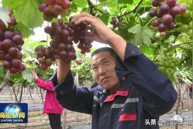 潍坊高密：特色产业铺就乡村振兴路图片