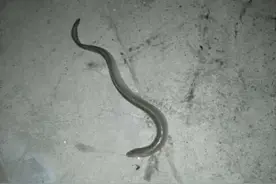 大黑鱼？浙江男子江里钓起“怪物鱼”，身体粗壮、长一米多图片