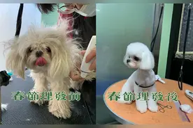 包贝尔晒“一家四口”，春节理发前后照对比，没赢过自己家宠物狗图片