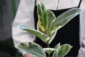 关于橡皮树养护的最大谎言：不需要光照少浇水图片