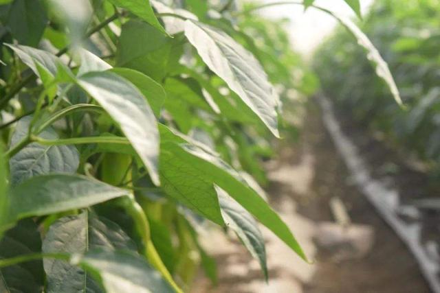 总计18种氨基酸，对农作物发育有4大影响，赶紧增施吧！