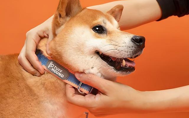 简单4步让狗狗习惯牵引绳,幼犬必学