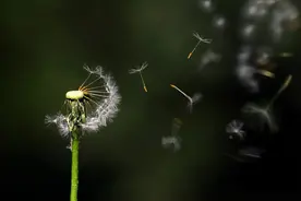 只有心里有花，眼里才有花图片