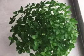阳台怎么种薄荷？2种简单的“方法”，一下养出10盆，盆盆都旺盛图片