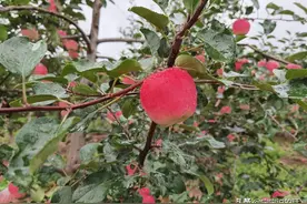 在8月中下旬正值早熟苹果着色期，这些不上色的原因大家要避免掉图片