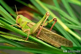 北方常见的蝗虫种类，你认识几个？图片