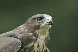 南京滨江千只老鹰盘旋飞舞，是灾难预警还是正常现象？会伤人吗？图片