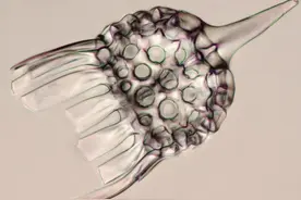 「地球生物全系列——从单细胞到人类」原生生物界—放射虫门图片