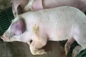 养猪人必看：学会这个顺口溜，猪呼吸道疾病不用愁图片