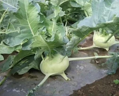 苤蓝的种植时间与方法 和你分享一套种植苤蓝的好方法,让你也能栽培出