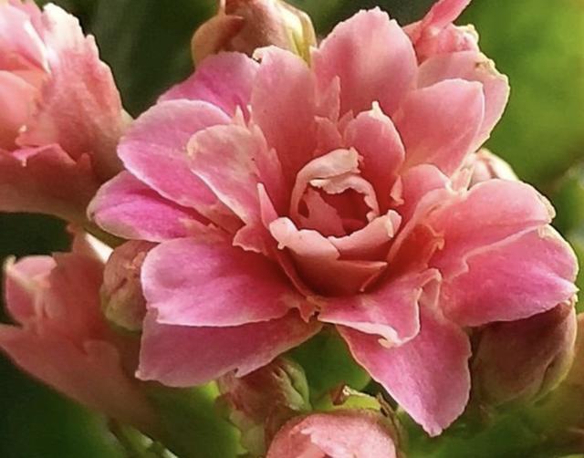 不想给花卉“施肥”，就用“它”，每个月“浇半瓶”，变旺盛！