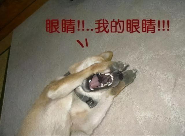 腾讯都检测不出的外挂？神壕花43万开挂，穷人一个贴纸解决？