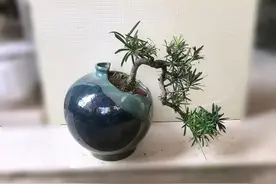 罗汉松盆景长出来的嫩叶有些发黄，是生病了吗？图片